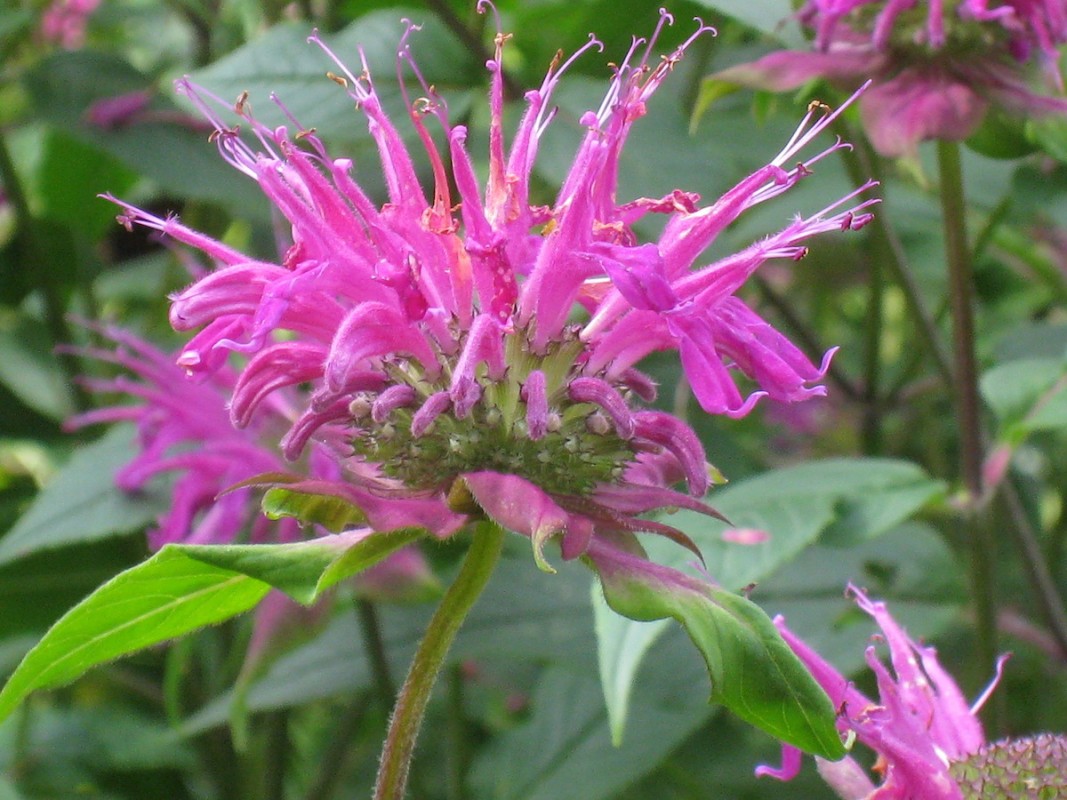 Monarda fistulosa 'Twins'